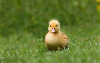 Wallpaper Grass Yellow Nature Background Bird Glade Baby