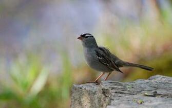 High Definition Photo And Wallpaper Pictures Of Animals