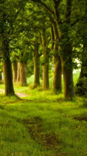 iPhone Wallpaper Nature