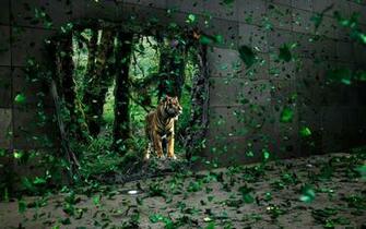Best Desktop HD Wallpaper Tiger