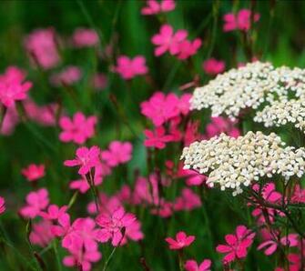Flowers Wallpaper Desktop Background Beautiful