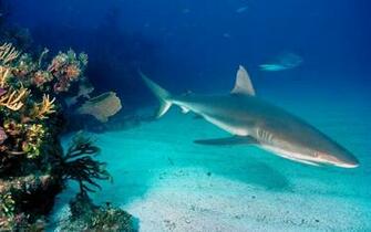 Wallpaper Tagged Fish Ocean Sea Underwater Water