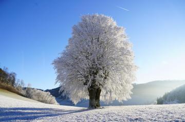 Snowy Tree Winter 8k UHD Wallpaper