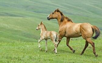 Baby Horse Facts Animal