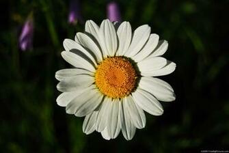 White Daisies Background Daisy
