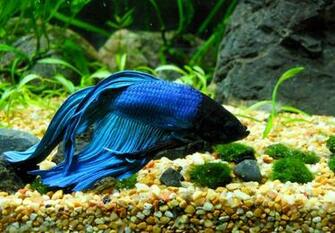 Betta Siamese Fighting Fish Underwater Tropical Psychedelic Wallpaper