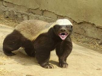 Animals World Image Of Animal Honeybadger Poster
