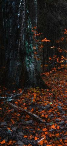 Autumn iPhone Pro Max Wallpaper