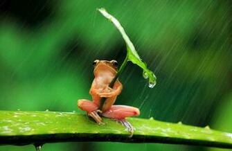 Amphibians Wallpaper X Net