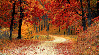 Autumn Trees Forest 4k Wallpaper