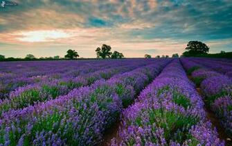 Lavender Field
