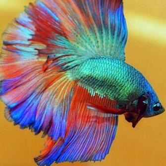Betta Fish Photos Wallpaper The Fun Bank