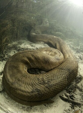Anaconda Snake Wallpaper Sa