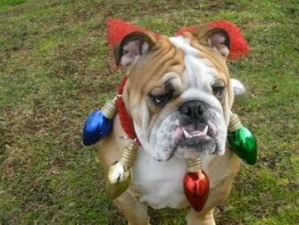 My Christmas Collar English Bulldogs