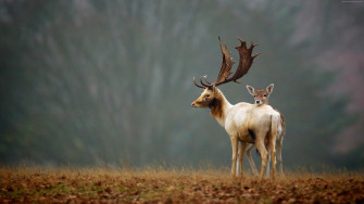 Deer Autumn Cute Animals 4k Wallpaper