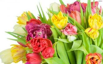 Youwall Tulips Wallpaper Photo