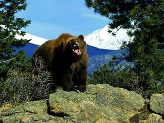 Bear Wallpaper Bears