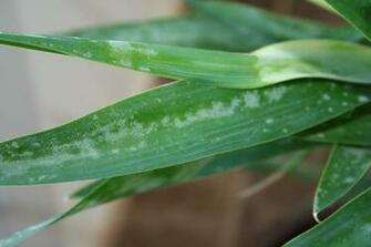 Yucca Diseases