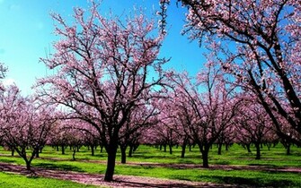 Seasons HD Wallpaper Spring Summer Winter Desktop