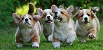 Corgi HD Wallpaper For Desktop