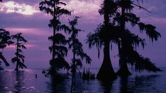 Swamp Wallpaper