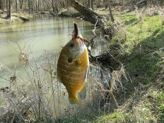 Smallmouth Bass Background Fishing Wallpaper