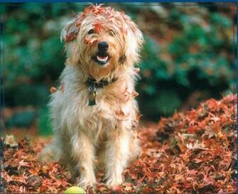 Dogs Fall Fun