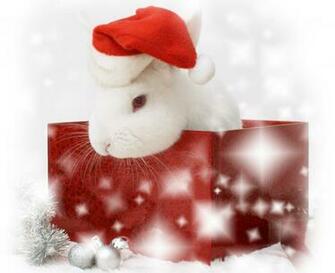 Roseanne Ridders On Christmas Pictures Animals