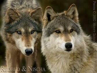 Wolf Wallpaper P7