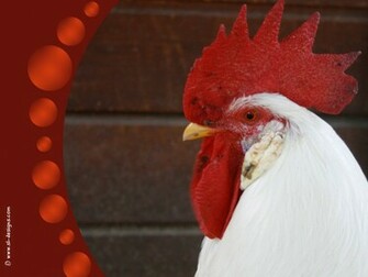 Rooster Jpg