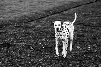 Dalmatian Wallpaper
