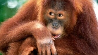 Funny Monkey Wallpaper And