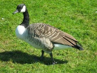 Canada Goose Wallpaper
