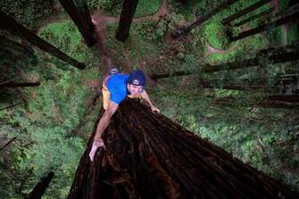 Chris Sharma Climbs Redwood Tree For Giant Ascent