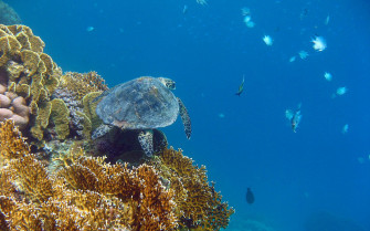 Cute Turtle Wallpaper