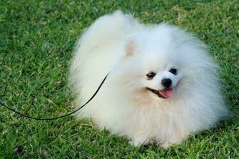 Pomeranian Dogs Behaviour