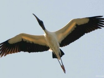 Stork Wallpaper