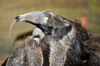 Wallpaper Collections Anteater