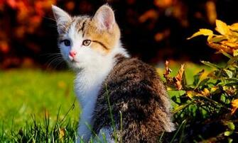 Cute Cats Beautiful Wallpaper HD