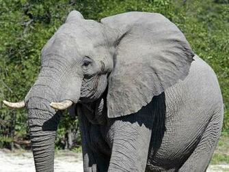 Elephant Wallpaper