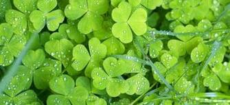 Chip Is Expected To Be Intel S Windows Tablet Processor Du Jour