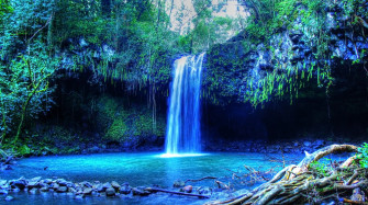 Tropical Water Forest Hawaii Isle Of Maui Palm Trees Wallpaper