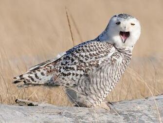Screensavers For Android Snowy Owl Owls