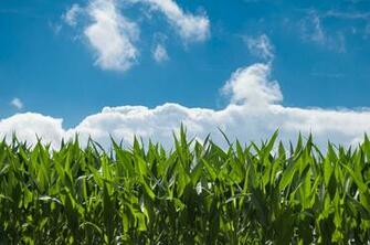 Photo Cornfield Straws Yellow Field Jooinn