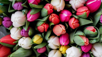 The Chia Co Usa Color Mood Spring