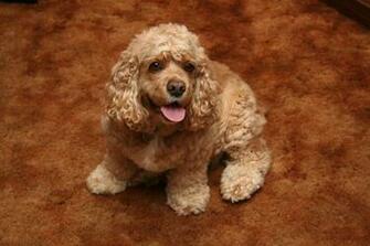 Golden Cocker Spaniel HD Wallpaper Animals
