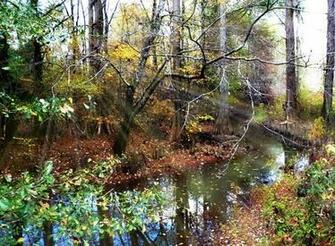 Woodland Wallpaper Keren