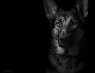Gsd Platinum Pets Grooming