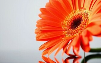 Single Flower