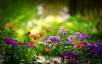 Spring Flowers Wallpaper